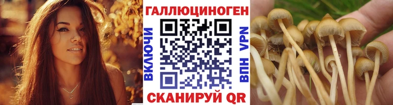 где можно купить наркотик  Полтавская  Псилоцибиновые грибы мицелий 